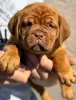 Photo №1. dogue de bordeaux - for sale in the city of Smederevo | negotiated | Announcement № 102896