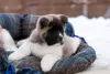 Additional photos: Puppy American Akita