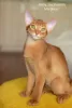 Photo №1. abyssinian cat - for sale in the city of Warsaw | 528$ | Announcement № 66761