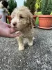 Photo №2 to announcement № 53638 for the sale of lagotto romagnolo - buy in Serbia private announcement