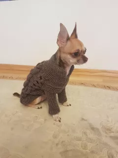 Additional photos: Sweater for dogs (cat) ORDER