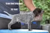 Photo №2 to announcement № 23957 for the sale of german shorthaired pointer - buy in Serbia breeder