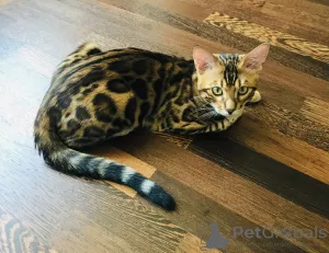 Additional photos: Bengal cat