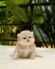 Photo №2 to announcement № 90135 for the sale of munchkin - buy in Estonia private announcement, breeder