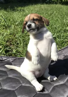 Photo №3. Jack Russell Terrier Girl Smooth. Russian Federation