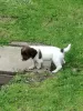 Photo №2 to announcement № 129505 for the sale of english springer spaniel - buy in Netherlands 