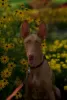 Photo №1. pharaoh hound - for sale in the city of Prague | 845$ | Announcement № 94368