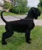 Photo №1. giant schnauzer - for sale in the city of Нови Сад | 1195$ | Announcement № 9370