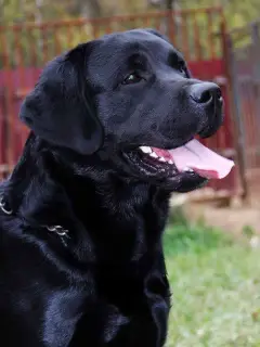 Additional photos: Labrador puppies!