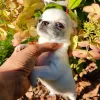 Photo №2 to announcement № 70230 for the sale of chihuahua - buy in Belarus private announcement