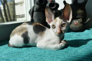 Photo №3. Cornish Rex Kittens. Belarus