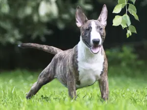 Photo №2 to announcement № 3111 for the sale of bull terrier - buy in Russian Federation from nursery, breeder