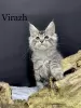 Photo №4. I will sell maine coon in the city of Kharkov. private announcement - price - 1414$