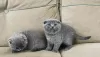 Photo №1. scottish fold - for sale in the city of Антверпен | Is free | Announcement № 123255