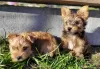 Photo №2 to announcement № 103678 for the sale of beaver yorkshire terrier - buy in Poland breeder