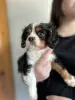 Photo №2 to announcement № 64144 for the sale of cavalier king charles spaniel - buy in United States private announcement