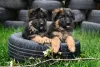 Photo №1. german shepherd - for sale in the city of Chelyabinsk | 651$ | Announcement № 80273