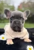 Additional photos: Blue French Bulldog