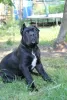 Photo №2 to announcement № 20102 for the sale of cane corso - buy in Belarus private announcement