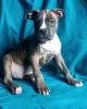 Additional photos: Gorgeous male American Staffordshire Terrier