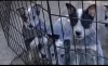 Additional photos: Australian Cattle Dog puppies