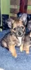 Photo №3. Chihuahua puppies for adoption. Germany