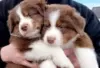 Photo №3. Australian Shepherd puppies for sale. Finland