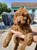 Photo №1. poodle (toy) - for sale in the city of Kula | negotiated | Announcement № 117237