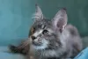 Photo №3. Maine Coon kitten. Russian Federation