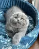 Photo №2 to announcement № 75130 for the sale of scottish fold - buy in Czech Republic breeder