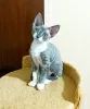 Additional photos: Devon Rex kittens for sale.