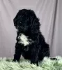 Additional photos: Portuguese Water Dog puppies