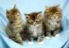 Photo №2 to announcement № 129256 for the sale of maine coon - buy in Switzerland breeder