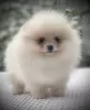 Photo №1. pomeranian - for sale in the city of Varna | 1057$ | Announcement № 43787