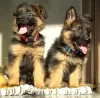 Additional photos: Long-haired German Shepherd girls