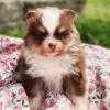 Photo №3. Pomeranian Puppy available. United States