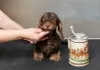 Photo №2 to announcement № 123728 for the sale of dachshund - buy in Russian Federation private announcement