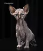 Photo №1. sphynx-katze - for sale in the city of Novosibirsk | negotiated | Announcement № 7643