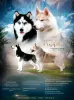 Photo №1. siberian husky - for sale in the city of Rybinsk | negotiated | Announcement № 26427