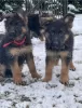 Photo №1. german shepherd - for sale in the city of Olecko | 1585$ | Announcement № 35335