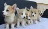 Additional photos: Welsh Corgi Pembroke puppies