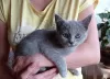 Additional photos: The British Shorthair Kittens