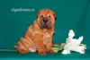 Photo №3. Shar Pei puppies. Russian Federation