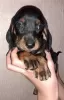 Additional photos: Purebred smooth-haired dachshund puppies