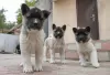 Additional photos: American Akita puppies for sale