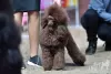 Photo №4. I will sell poodle (toy) in the city of Minsk. from nursery, breeder - price - 1057$