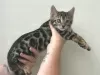 Photo №3. Tested Bengal kittens available now for you. Netherlands