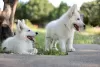 Additional photos: White Swiss Shepherd puppies for sale