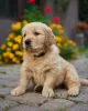 Photo №2 to announcement № 70333 for the sale of golden retriever - buy in Poland breeder