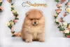 Photo №2 to announcement № 90372 for the sale of pomeranian - buy in Serbia 